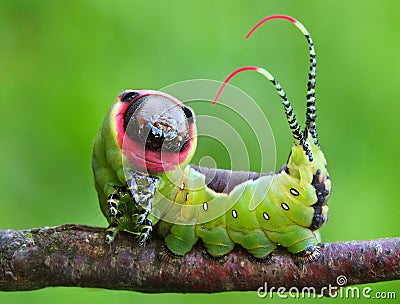 Beautiful caterpillar in a frightening pose Stock Photo