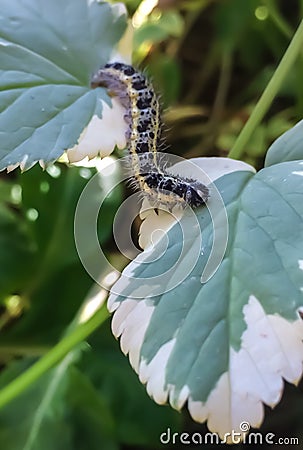 Beautiful caterpillar on leaves in the garden Stock Photo