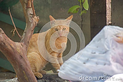 Beautiful cats outdoor looking near a wooden door Editorial Stock Photo