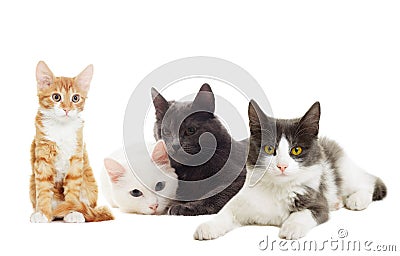 Beautiful cats Stock Photo