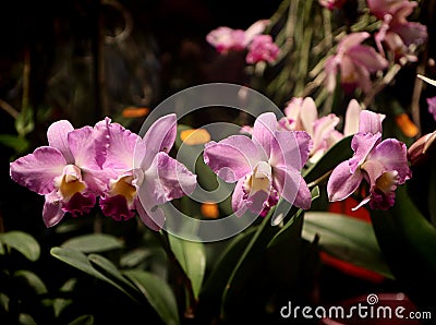 Beautiful pink cattleya labiata orchids Stock Photo