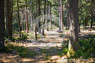 Beautiful cedar forest with great hiking and walking trails and panoramic views near Bonnieux, Luberon, Provence, Southern France Stock Photo