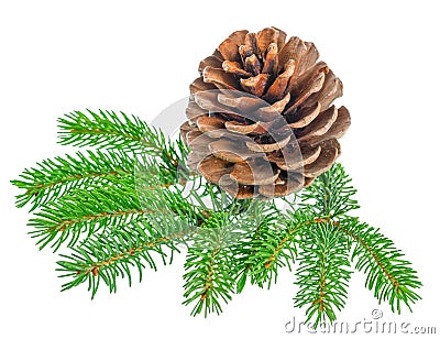 Beautiful cedar pine cone and needles is isolated on white backg Stock Photo