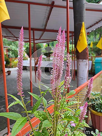 Celosia Amazon plant Stock Photo