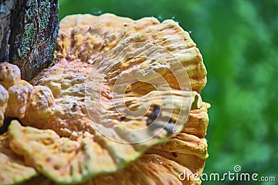 Beautiful chaga mushrooms grow on the trunk of a tree Stock Photo