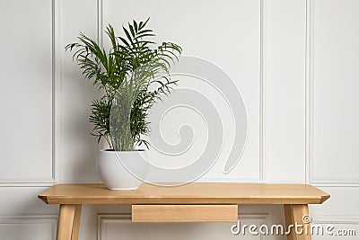 Beautiful chamaedorea plant in pot on wooden table indoors, space for text. House decor Stock Photo