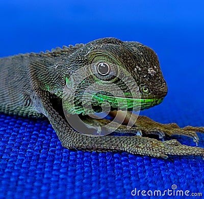 beautiful chameleon, panther chameleon closeup Stock Photo