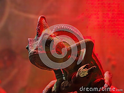 Beautiful of chameleon panther, chameleon panther on branch, chameleon panther closeup Stock Photo