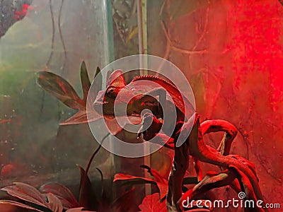 Beautiful of chameleon panther, chameleon panther on branch, chameleon panther closeup Stock Photo