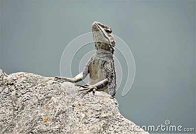 Beautiful chameleon potrait photo from side views Stock Photo