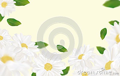 Beautiful chamomile background for your text or banner. White blooming chamomile. Banner for beauty product, perfume or Vector Illustration