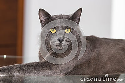 Beautiful Chartreux breed cat Stock Photo