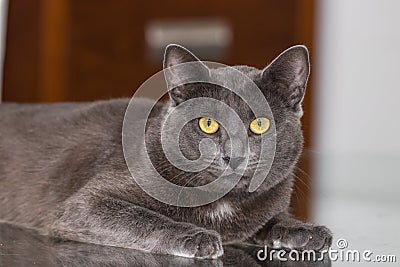 Beautiful Chartreux breed cat Stock Photo