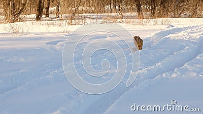 Beautiful, cheerful and kind golden dog, runs through white snowdrifts in a park in the winter. Slow Motion. Stock Photo