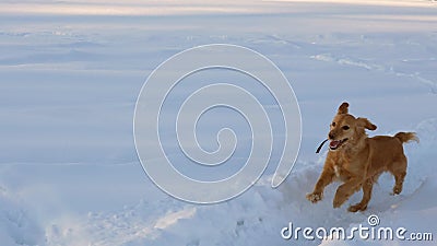 Beautiful, cheerful and kind golden dog, runs through white snowdrifts in a park in the winter. Slow Motion. Stock Photo