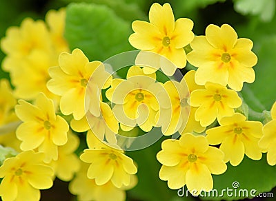 Beautiful and Cheering The Common Primrose - Primula Vulgaris Stock Photo