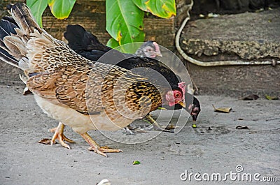 Hen with chicks find food on the floor Stock Photo