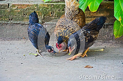 Hen teach her chicks to find food Stock Photo