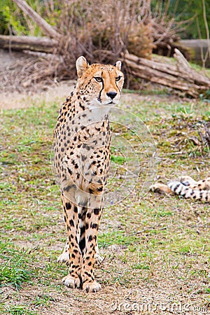 Beautiful Cheetah Gepard, Acinonyx jubatus Stock Photo