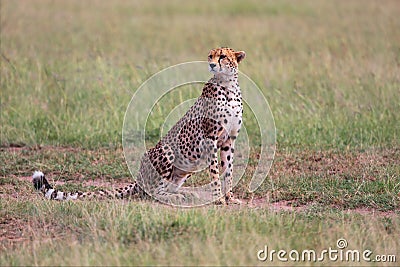 A beautiful cheetah at the masai mara Stock Photo