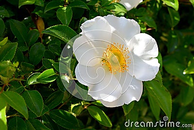 Cherokee Rose at garden area Stock Photo