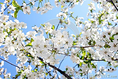 Beautiful cherry blossom against blue sky Stock Photo