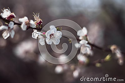 Beautiful cherry blossom close-up Stock Photo