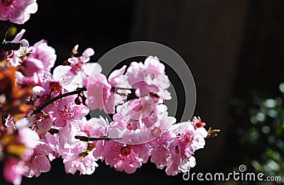 Beautiful cherry blossom Stock Photo