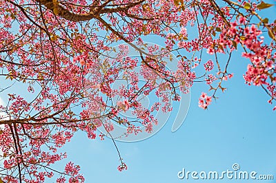 Beautiful cherry blossom (Sakura), Chiang Mai, Thailand Stock Photo