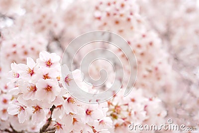 The beautiful cherry blossom Sakura Stock Photo