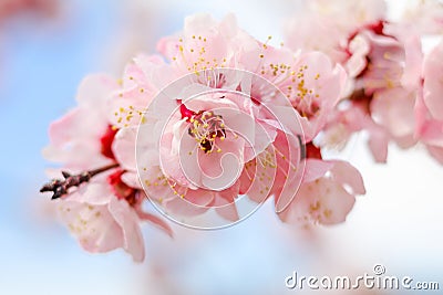 Beautiful cherry blossom , sakura in spring time . Stock Photo