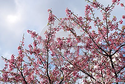 Beautiful cherry blossom sakura in spring time over blue sky. Stock Photo