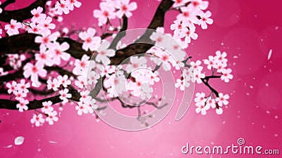 Cherry Tree in Full Bloom. Cherry Branch. Sakura Flowers Pink. Cherry  Blossom Red Background. CG Loop Animation. Stock Video - Video of culture,  bloom: 149306313
