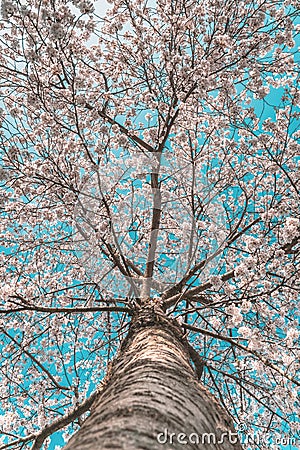 A beautiful cherry blossom tree with perspective from the bottom tree trunk, blue sky Stock Photo