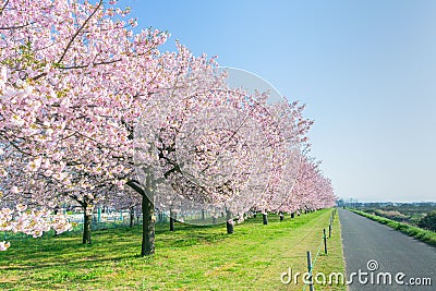 Beautiful cherry blossom trees or sakura blooming beside the country road in spring day. Stock Photo