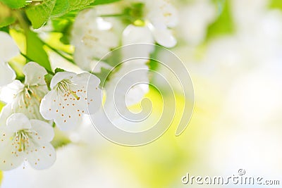 Beautiful cherry blossoms Stock Photo