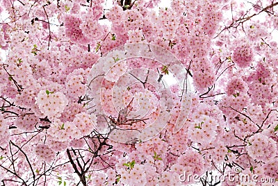 Beautiful cherry blossoms filling the frame Stock Photo