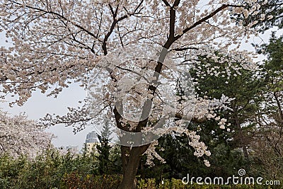 Beautiful cherry tree blossom in Geumgang Park Stock Photo