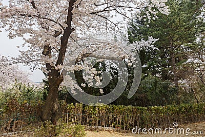 Beautiful cherry tree blossom in Geumgang Park Stock Photo