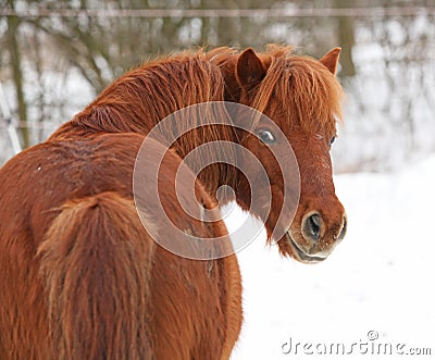 Beautiful chestnut pony in winter Stock Photo