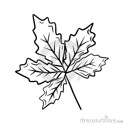 Beautiful chestnut, walnut, grape autumn leaf drawing isolated on white bavkground. Hand drawn vector sketch illustration in Vector Illustration