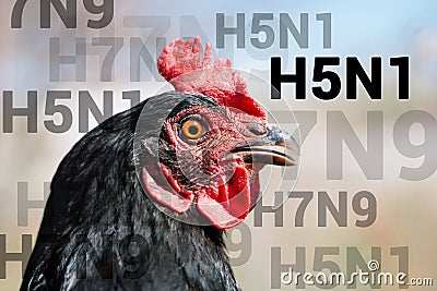 Beautiful chicken, close-up, sign H5N1 concept of poultry. The threat of avian influenza and illness among poultry. Stock Photo