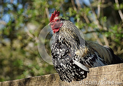 Beautiful chicken Stock Photo