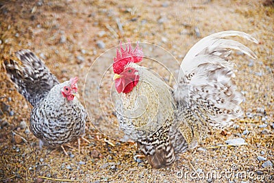 Beautiful chicken rooster bantam crows in farm - White bantam cock Stock Photo