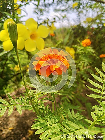 A beautiful chicken taik flower that grows in summer in eastern Indonesia. Stock Photo