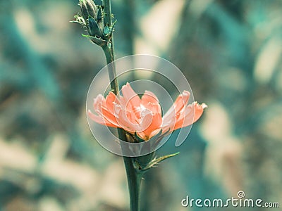 Beautiful chicory flower of strange coloring Stock Photo