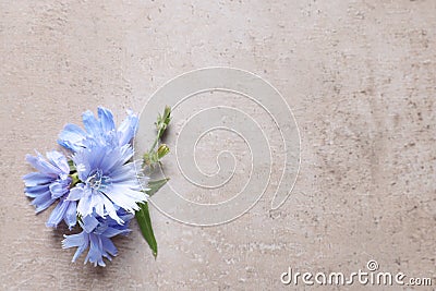 Beautiful chicory flowers on beige background, top view. Space for text Stock Photo