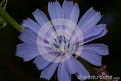 Beautiful chicory is growing on a spring meadow. Close up Stock Photo