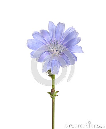 Beautiful chicory plant with light blue flower isolated on white Stock Photo