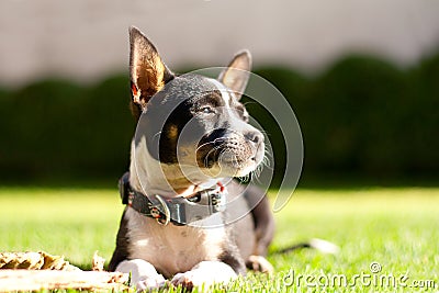 Beautiful Chihuahua dog portrait in the sunshine Stock Photo